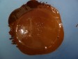 castagne al cioccolato castagne al cioccolato