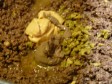 crostini toscani rivisti di zia Tina