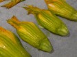 fior di zucca ripieni ricotta parmigiano