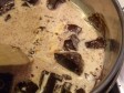 glassa al cioccolato per copertura